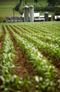 Farming Insurance Agent